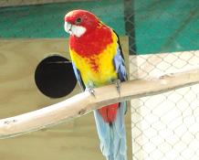 Rosella normal